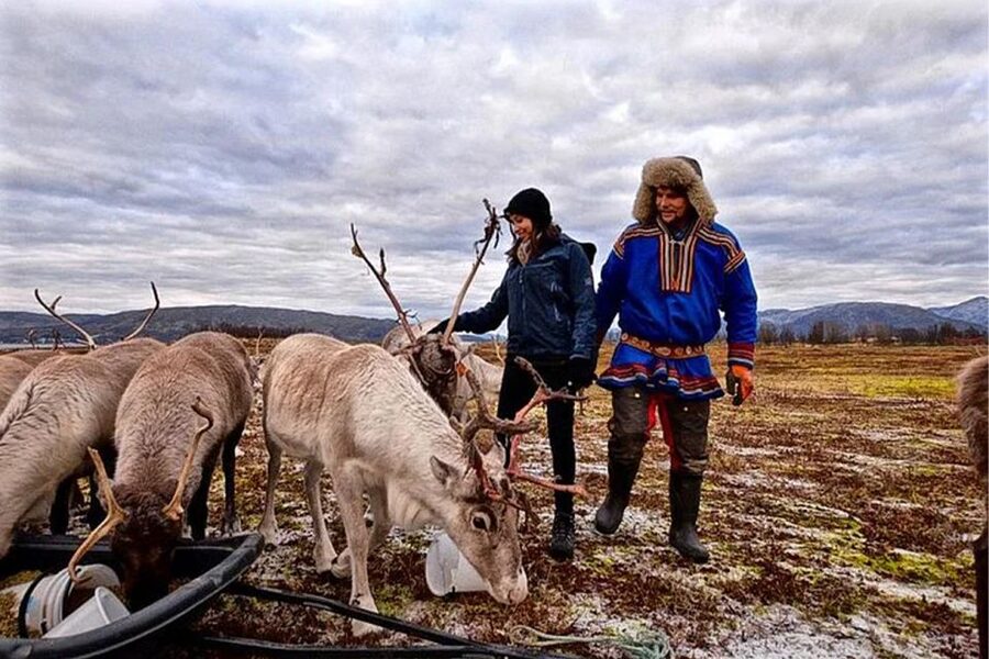 Rovaniemi: Reindeer Farm Visit in the Summer - Meeting the reindeer beyond the Christmas image
