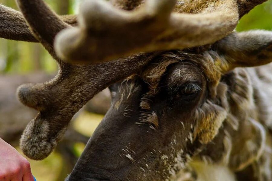Rovaniemi: Reindeer Farm Visit in the Summer - Hearing the herder’s side of Lapland
