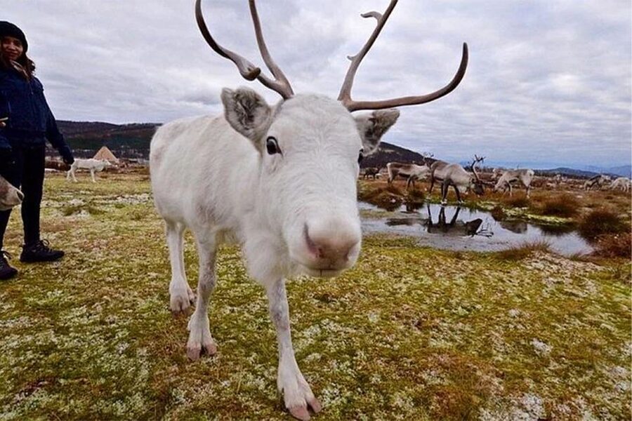 Rovaniemi: Reindeer Farm Visit in the Summer - Snacks, hot drinks, and the meal question