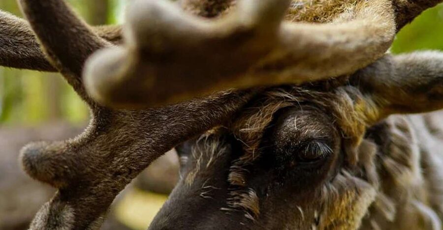 Rovaniemi: Reindeer Farm Visit in the Summer - Timing, group size, and the risk of cancellation