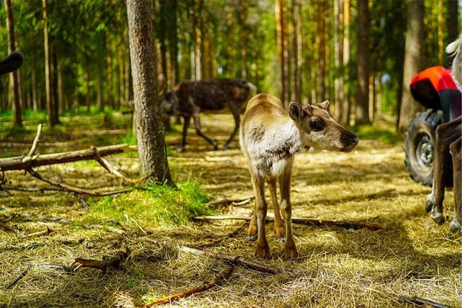 Rovaniemi: Reindeer Farm Visit in the Summer - Who will enjoy this reindeer farm visit?