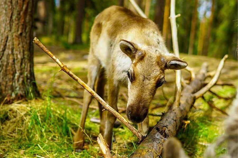 Rovaniemi: Reindeer Farm Visit in the Summer - What the 2.5-hour visit includes