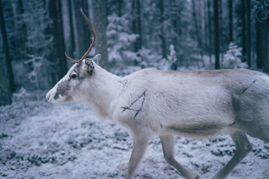 Rovaniemi: Reindeer Farm Visit with Photographer - Warming up beside the fire