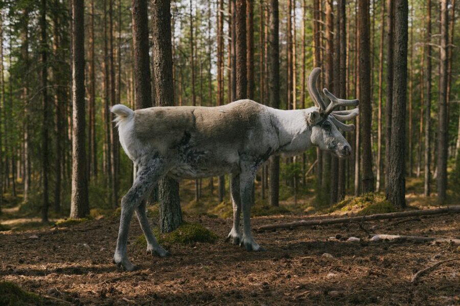 Rovaniemi: Reindeer Farm Visit with Photographer - What the small group changes