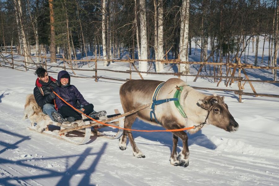 Rovaniemi: Reindeer Farm Visit with Photographer - Is $139 a fair price?