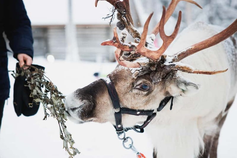 Rovaniemi: Reindeer, Huskies & Santa Claus Village - What this six-hour Lapland day is really like
