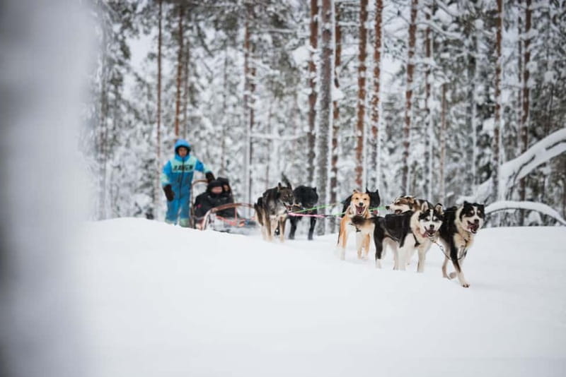 Rovaniemi: Reindeer, Huskies & Santa Claus Village - Salmon soup, cake, and a warm break