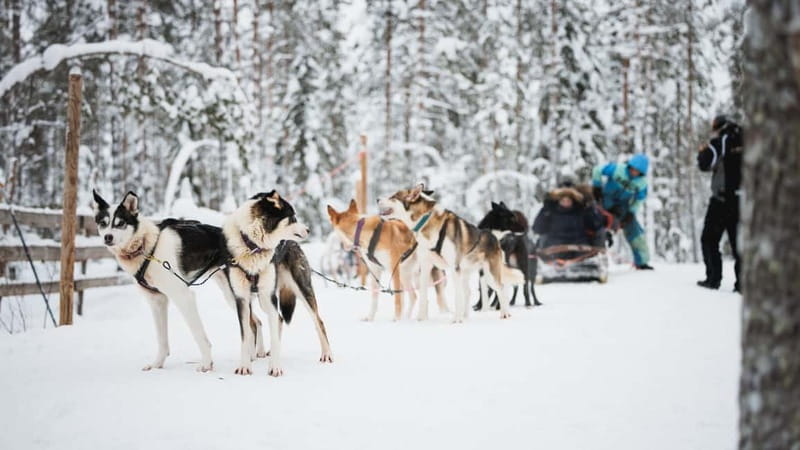 Rovaniemi: Reindeer, Huskies & Santa Claus Village - Santa Claus Village and the Arctic Circle line