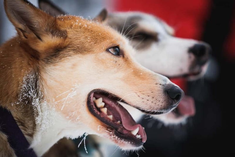 Rovaniemi: Reindeer, Huskies & Santa Claus Village - Is $213 a fair price?