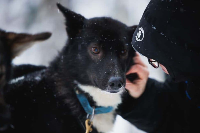 Rovaniemi: Reindeer, Huskies & Santa Claus Village - Who will enjoy this most?