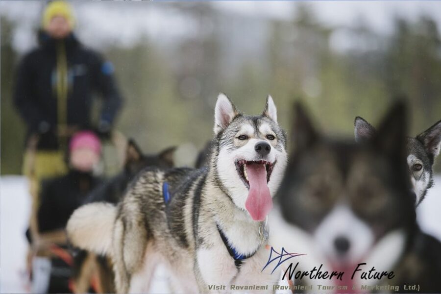 Rovaniemi: Reindeer, Huskies, Santa's Pets & Aurora Hunt - Key points at a glance