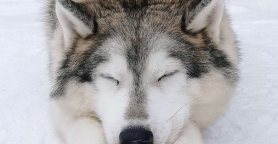 Rovaniemi: Reindeer, Huskies, Santa's Pets & Aurora Hunt - Cold-weather clothing and practical limits