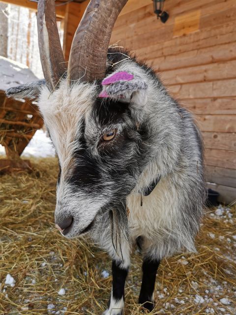 Rovaniemi: Reindeer, Huskies, Santa's Pets & Aurora Hunt - Why this Rovaniemi tour works as a sampler
