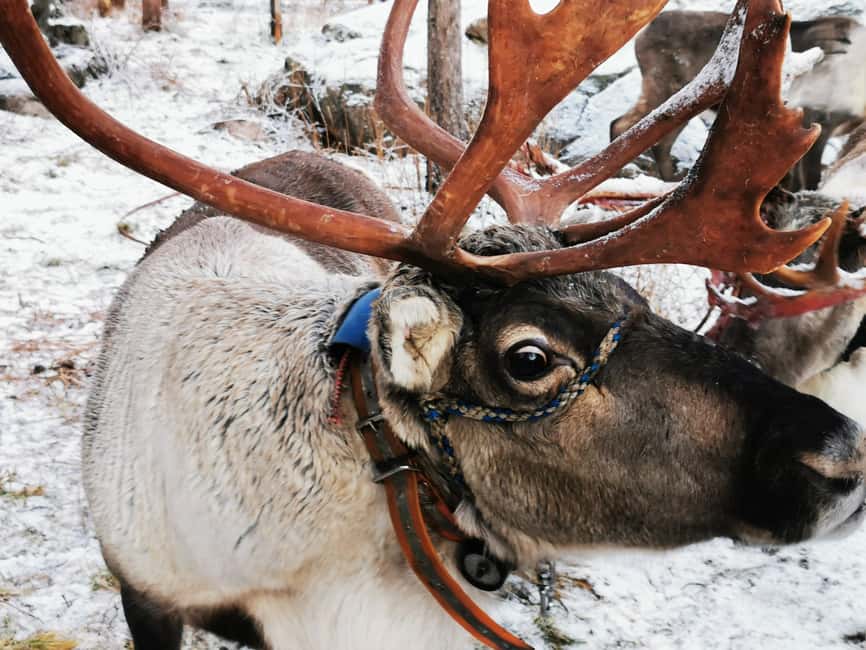 Rovaniemi: Reindeer, Huskies, Santa's Pets & Aurora Hunt - The 400-meter reindeer sleigh ride