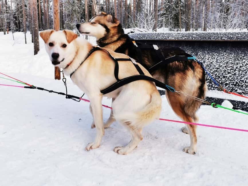 Rovaniemi: Reindeer, Huskies, Santa's Pets & Aurora Hunt - The 500-meter husky ride and dog visit