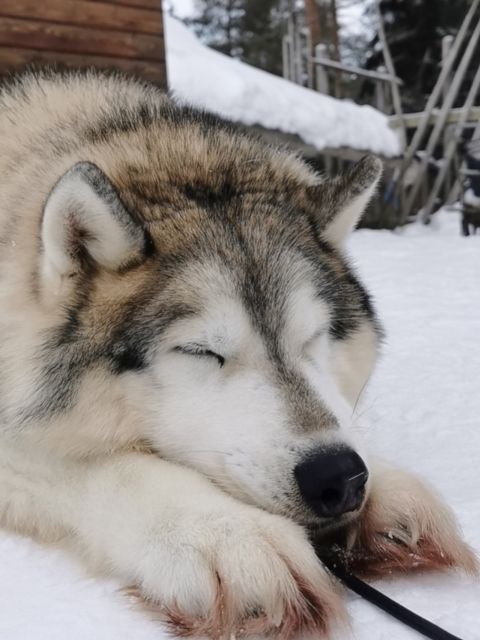 Rovaniemi: Reindeer, Huskies, Santa's Pets & Aurora Hunt - Guides make the packed schedule easier