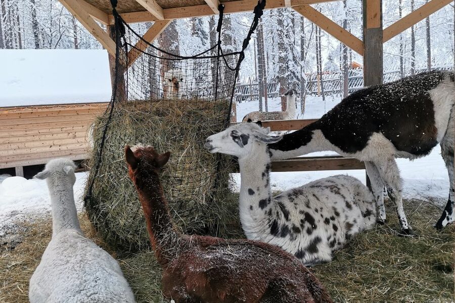 Rovaniemi: Reindeer, Huskies, Santa's Pets & Aurora Hunt - Searching for northern lights at two locations