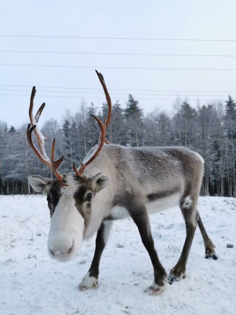 Rovaniemi: Reindeer, Huskies, Santa's Pets & Aurora Hunt - Is $271 good value?