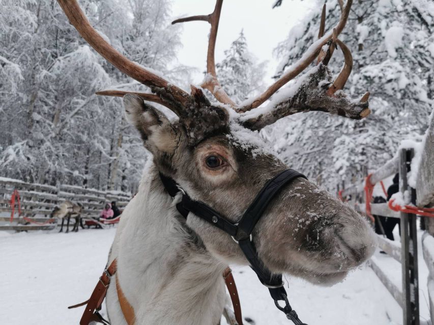 Rovaniemi: Reindeer, Huskies, Santa's Pets & Aurora Hunt - Santa Claus Village and the Arctic Circle photo stop