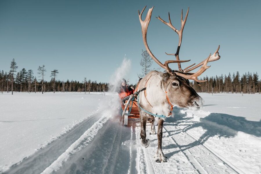 Rovaniemi: Reindeer Sleigh Ride with Hot Drink and Cookies - The ride from Rovaniemi to the reindeer farm