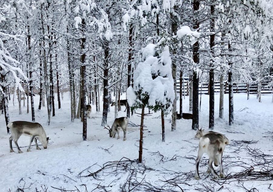 Rovaniemi: Reindeer Sleigh Ride with Hot Drink and Cookies - The 1.5km sleigh ride through snowy woodland