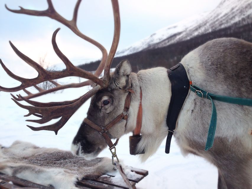 Rovaniemi: Reindeer Sleigh Ride with Hot Drink and Cookies - Meeting the reindeer and reading the farm