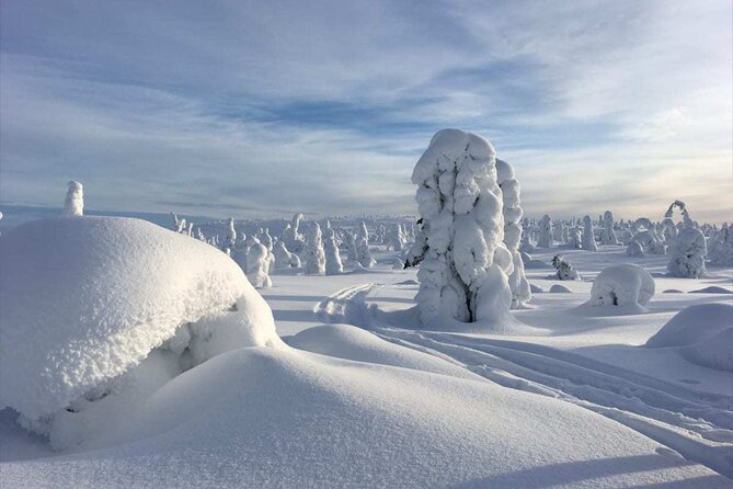 Rovaniemi: Riisitunturi Full-Day Wilderness Adventure & BBQ - Key points to know before booking