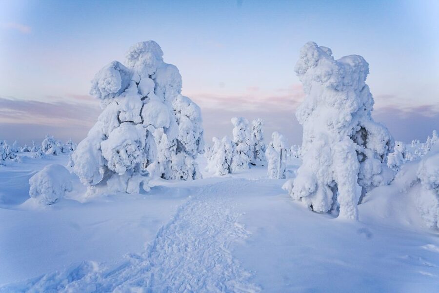 Rovaniemi: Riisitunturi National Park Day Trip with Lunch - Who should book this Riisitunturi outing?