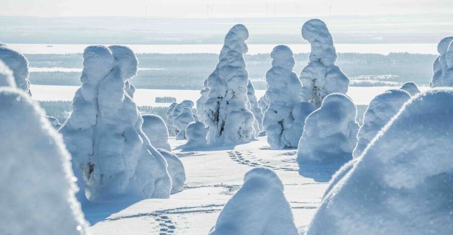 Rovaniemi: Riisitunturi National Park with Pro Photos & BBQ - Who should book this Riisitunturi day trip