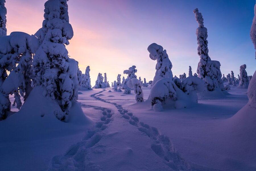 Rovaniemi: Riisitunturi National Park with Pro Photos & BBQ - A small group changes the feel of the day