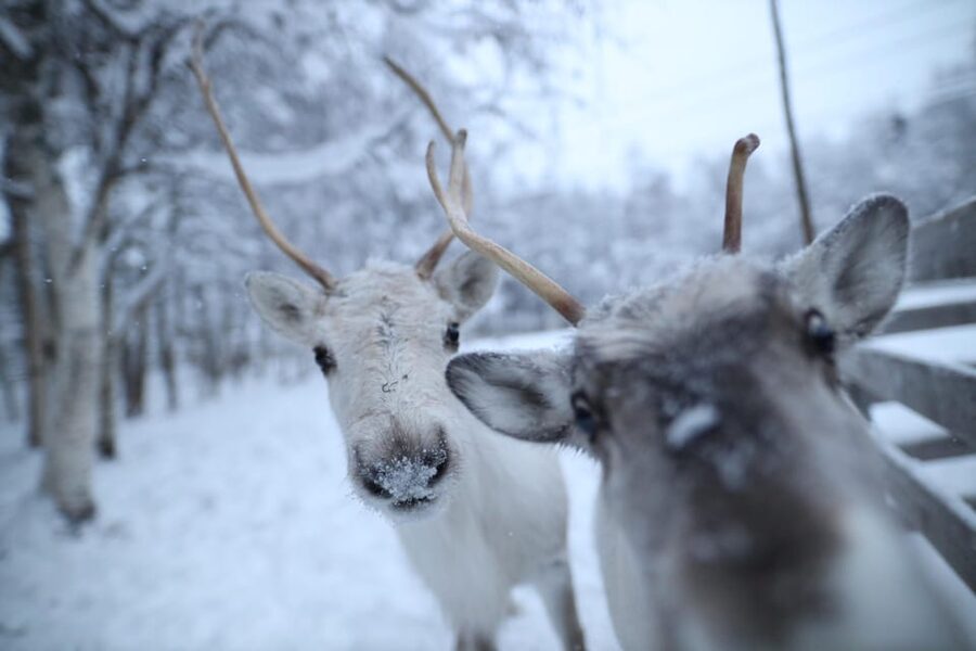 Rovaniemi: Santa Claus Village Tour Huskies & Reindeer ride - Key points to know before booking