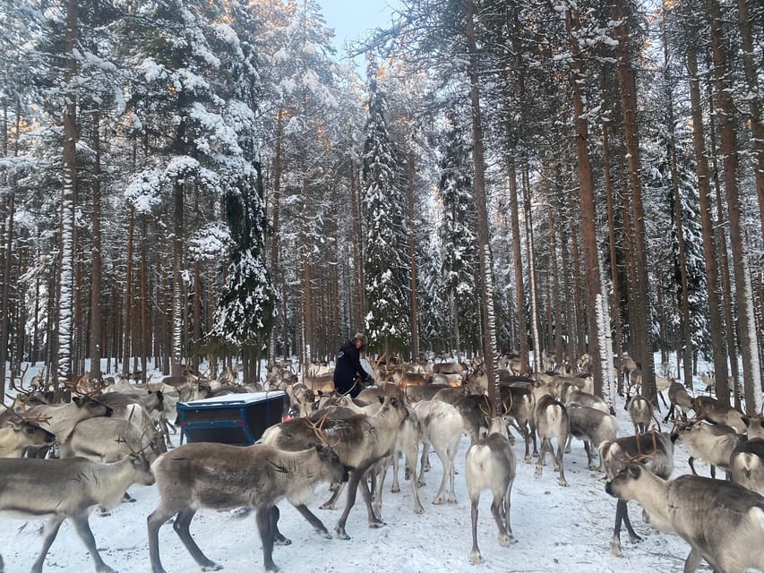 Rovaniemi: Santa Claus Village Tour Huskies & Reindeer ride - Should you book it?