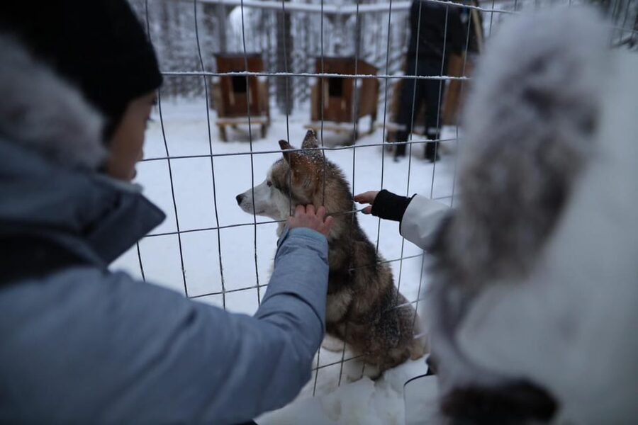 Rovaniemi: Santa Claus Village Tour Huskies & Reindeer ride - From Rovaniemi to Santa’s Arctic Circle home