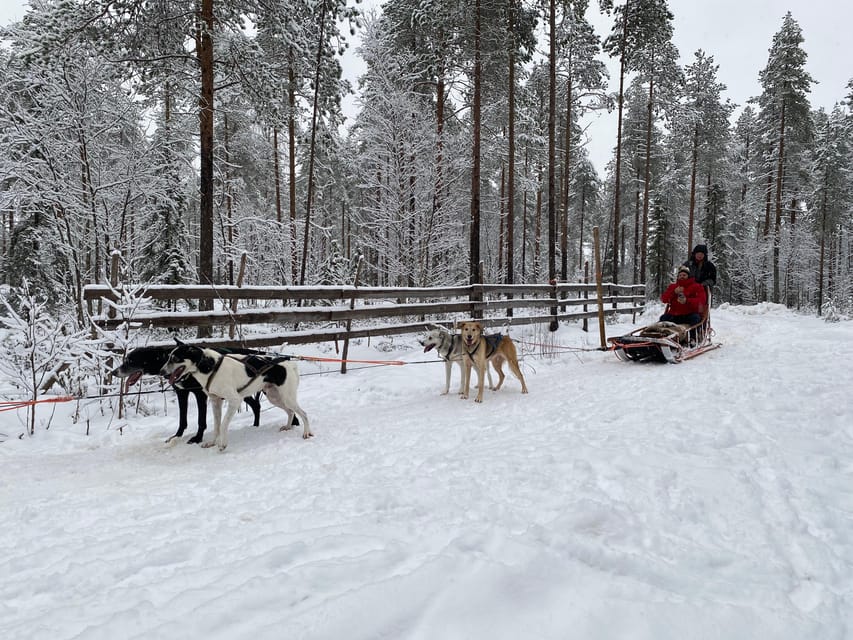 Rovaniemi: Santa Claus Village Tour Huskies & Reindeer ride - Guide languages and the small-group advantage
