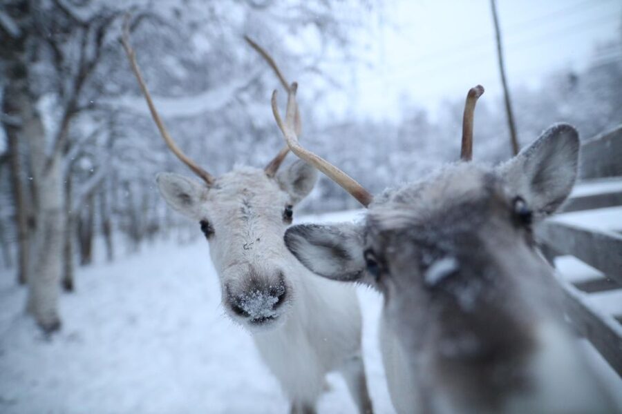 Rovaniemi: Santa Claus Village Tour Huskies & Reindeer Visit - Is $235 a fair price?