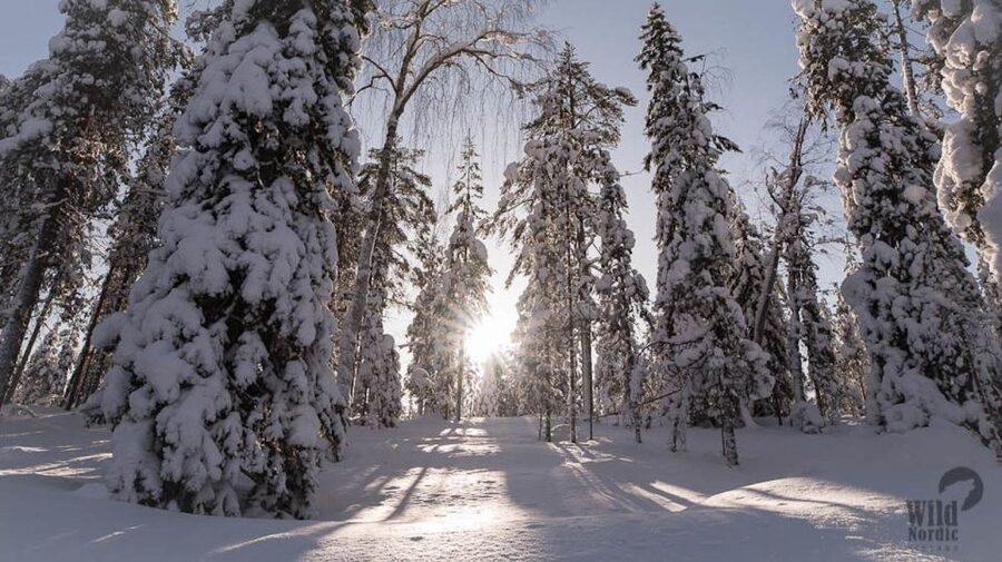 Rovaniemi: Snowmobile Safari into the Arctic Circle Forest - The easiest way to combine it with Santa Claus Village