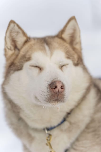 Rovaniemi: Snowmobile Safari, Reindeer & Husky Sleigh Ride - Meeting the huskies before a short sleigh run