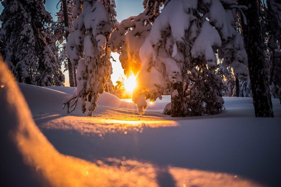 Rovaniemi: Snowshoe Wilderness Adventure - A forest walk built around photography