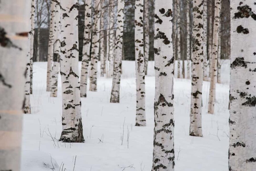 Rovaniemi: Snowshoeing in the Arctic Wilderness - A campfire with sausage and hot drinks