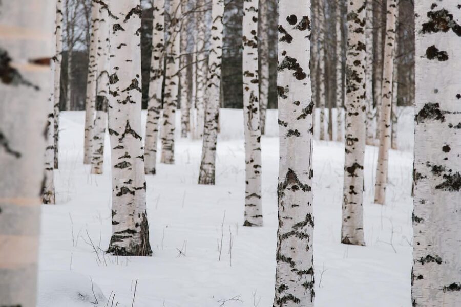 Rovaniemi: Snowshoeing in the Arctic Wilderness - What the $99 price really covers