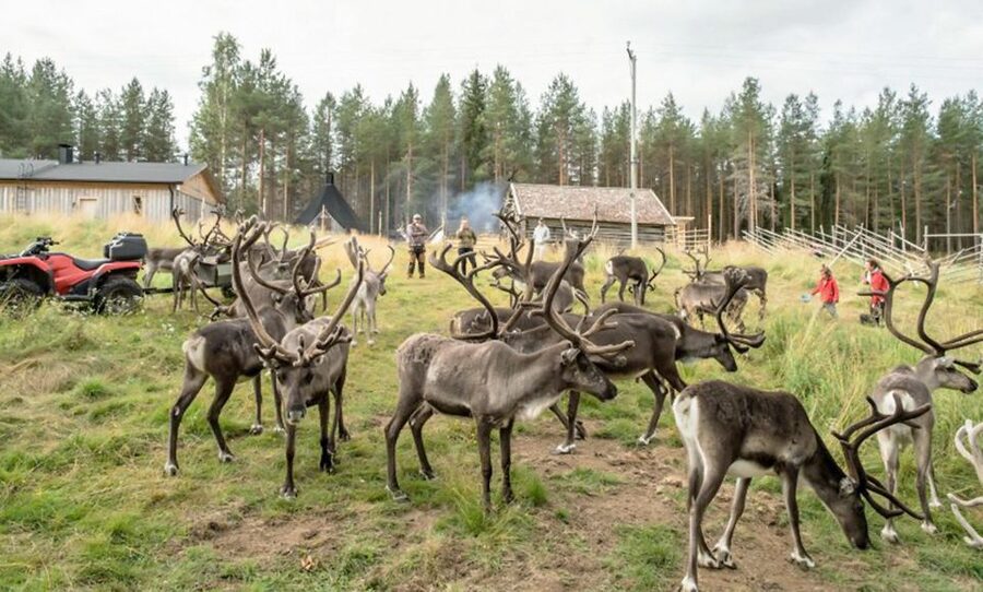Rovaniemi: Summer Reindeer Farm Experience - Key points to know before booking