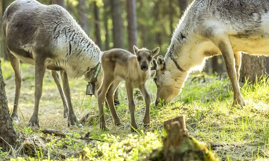 Rovaniemi: Summer Reindeer Farm Experience - Why a summer farm visit feels different