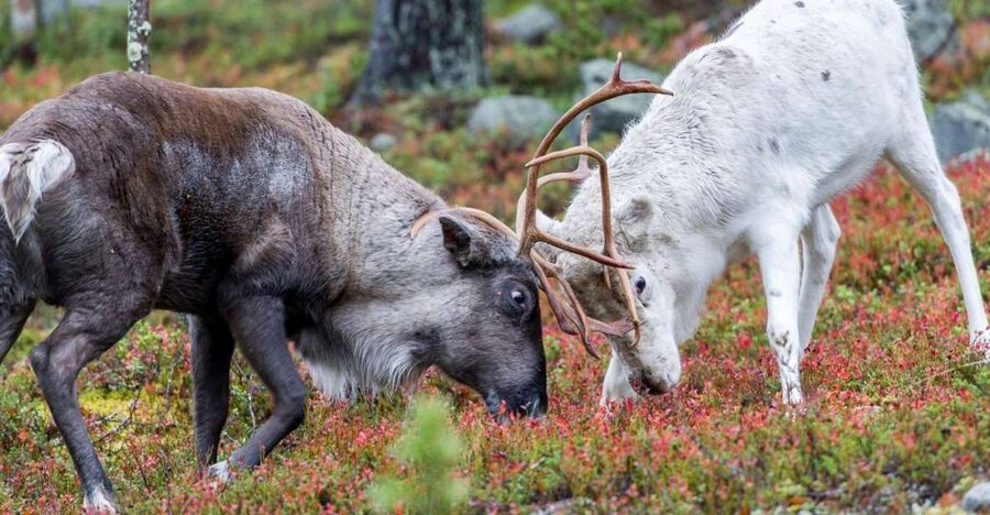 Rovaniemi: Summer Reindeer Farm Experience - Meeting the herder and learning farm life