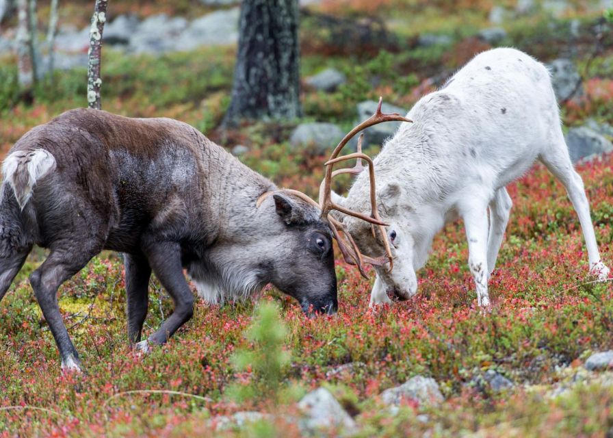 Rovaniemi: Summer Reindeer Farm Experience - Feeding the reindeer in summer