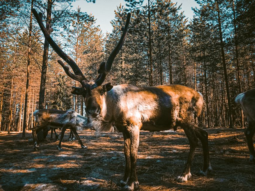 Rovaniemi: Summer Reindeer Farm Experience - Photos, open scenery, and the return to town