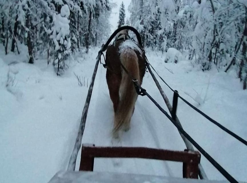 Rovaniemi: Traditional Finnhorse Sleigh Ride at SCV (3km) - Is $76 a fair price?
