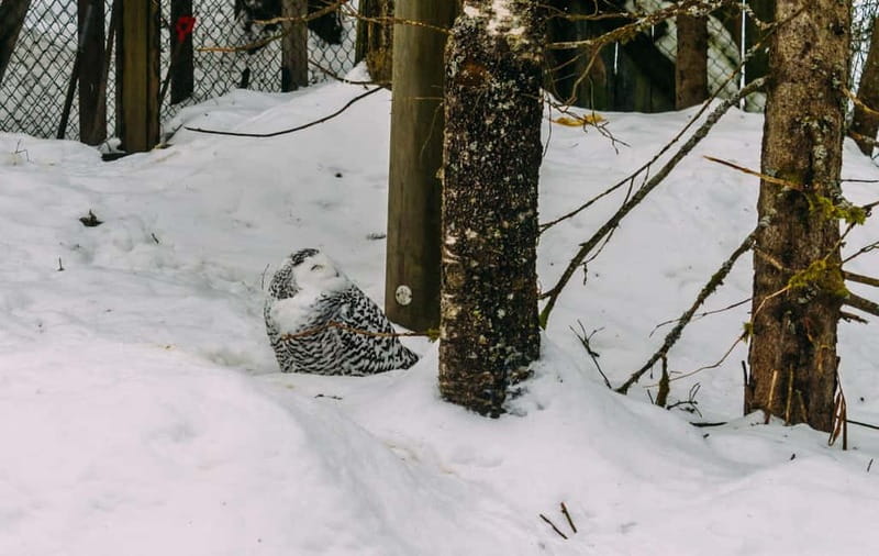 Rovaniemi: Trip to Ranua Zoo with Tickets - Inside Ranua Zoo, from lynxes to birds of prey