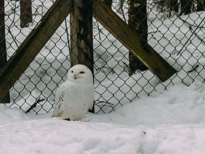 Rovaniemi: Trip to Ranua Zoo with Tickets - Who should book this Ranua Zoo trip