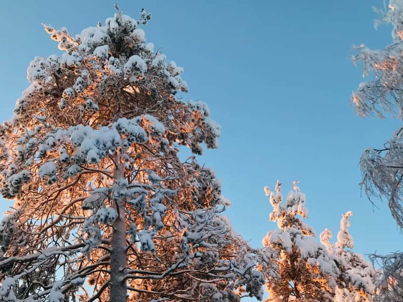 Rovaniemi: Trip to Ranua Zoo with Tickets - Should you book it?