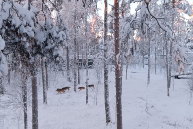 Rovaniemi: Trip to Ranua Zoo with Tickets Included - The drive from Rovaniemi to Ranua